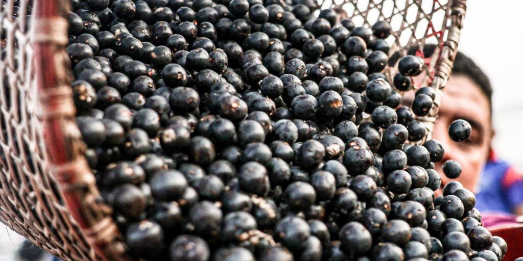 china-facilita-exportacao-de-polpas-e-frutas-congeladas-brasileiras