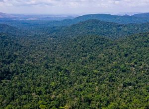 desmatamento-no-amazonas-caiu-32%-entre-agosto-e-fevereiro-deste-ano