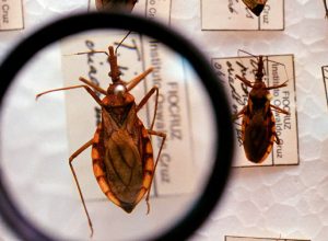 saude-anuncia-r$-12-milhoes-para-enfrentamento-da-doenca-de-chagas